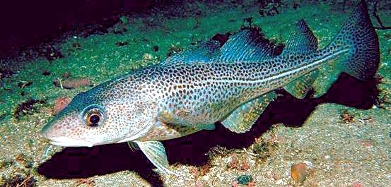 Gadus morhua_0224